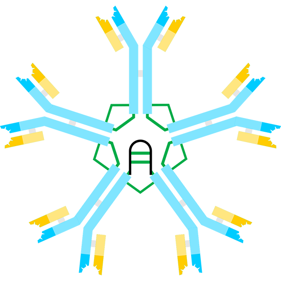 Immunoglobulin IgG Synthesis Index and Rate